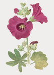 花纹
