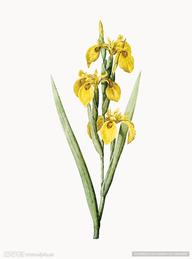 花纹