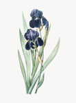 花纹