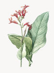花纹