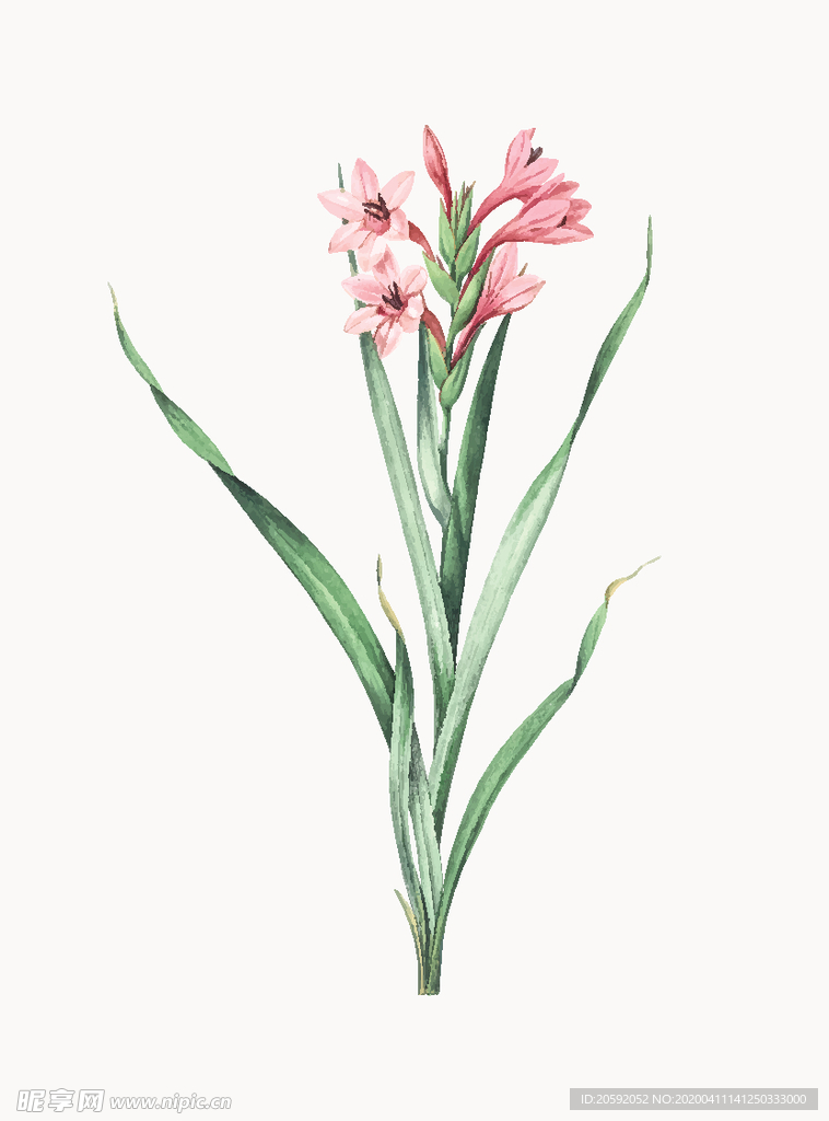 花纹