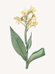 花纹