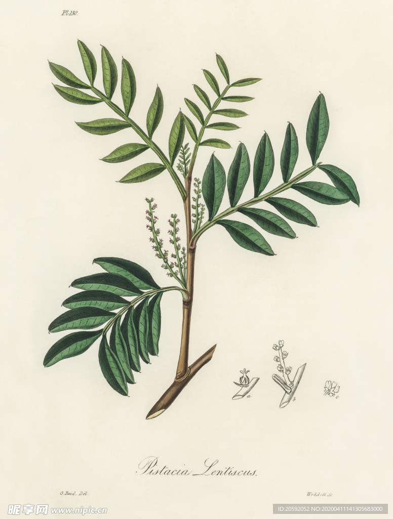 叶子