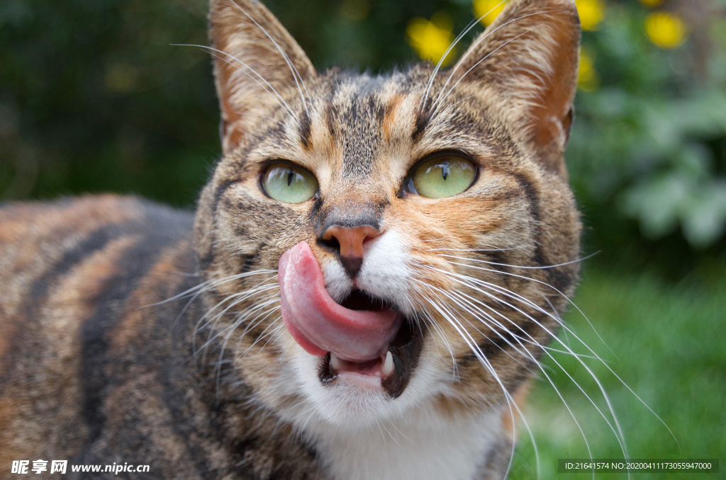 小花猫