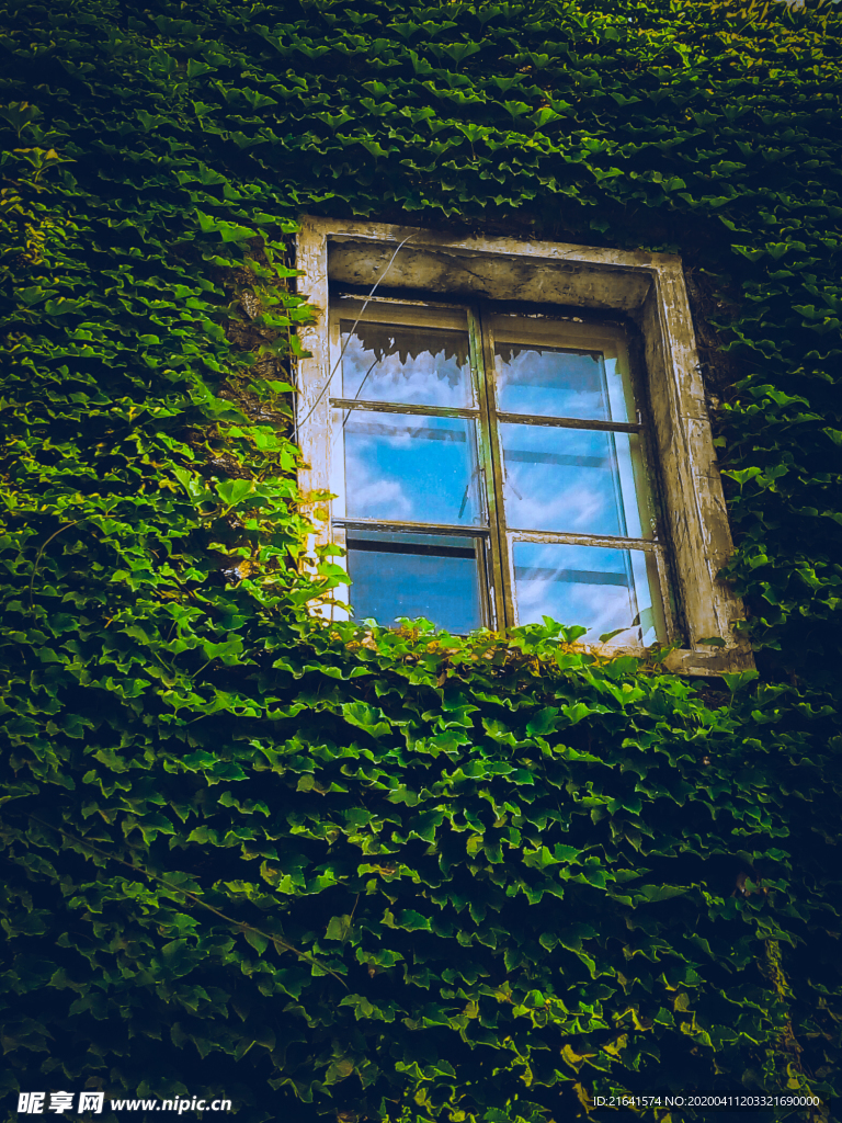 爬满了藤蔓墙上的窗户