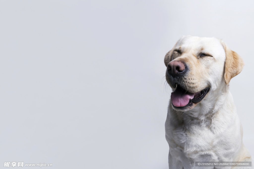 狗