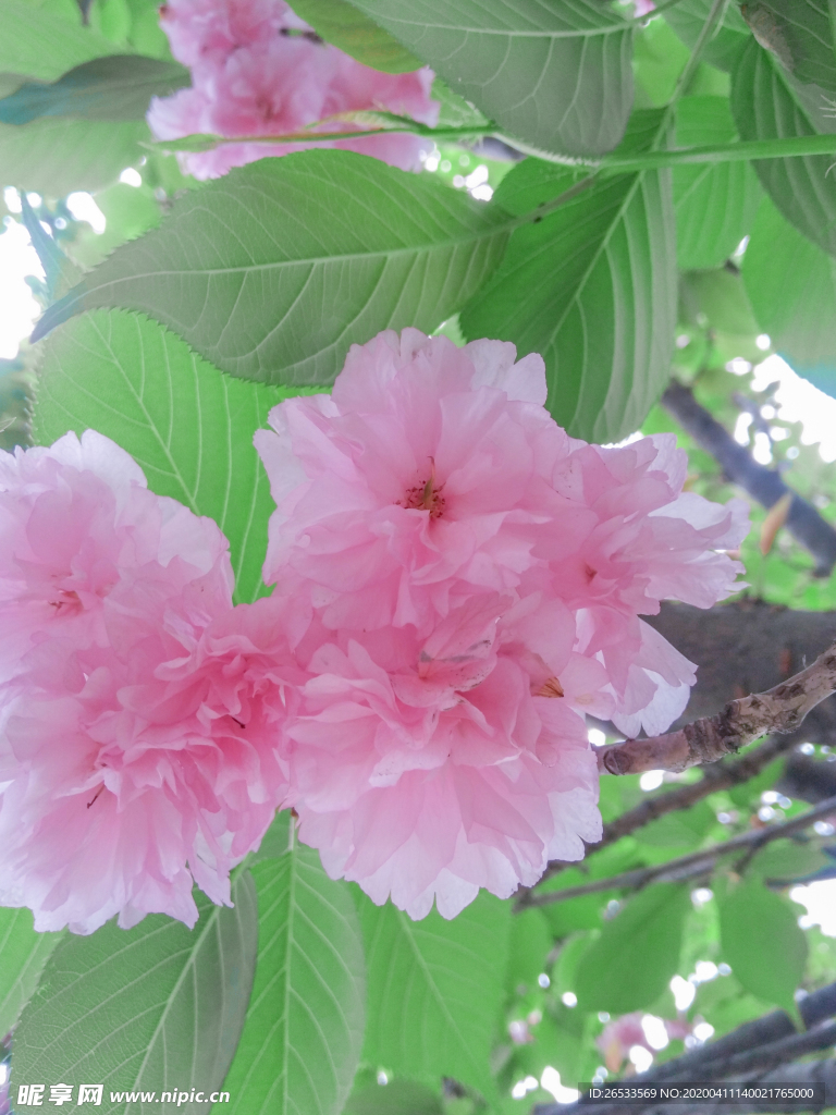 樱花 粉色花朵 浪漫 春天