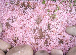 樱花  粉色花瓣 坠落 背景