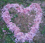 樱花 花瓣 粉色爱心 浪漫