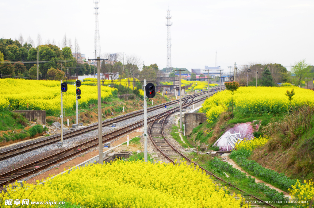 铁轨 油菜花