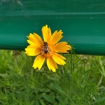 蜜蜂金鸡菊