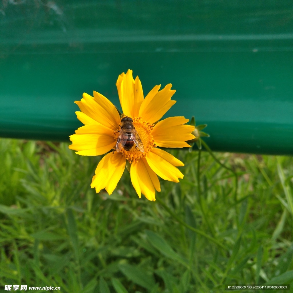 蜜蜂金鸡菊