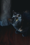 黑猫