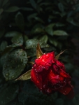 红花