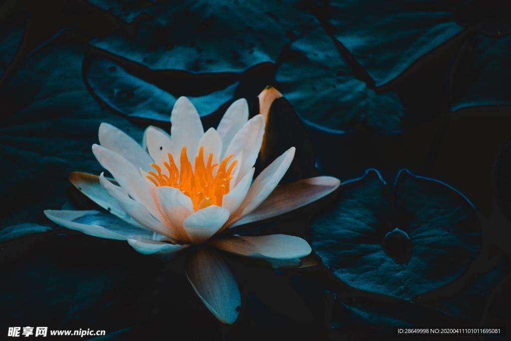 荷花
