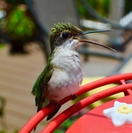 蜂鸟