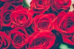 玫瑰花