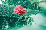 玫瑰花