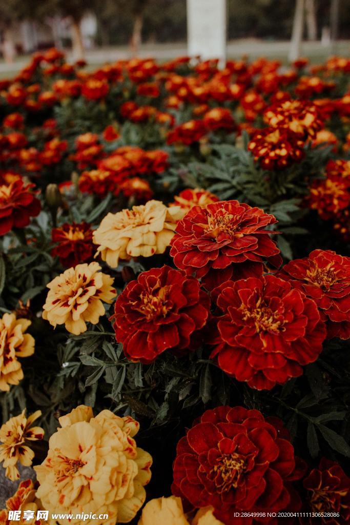 玫瑰花