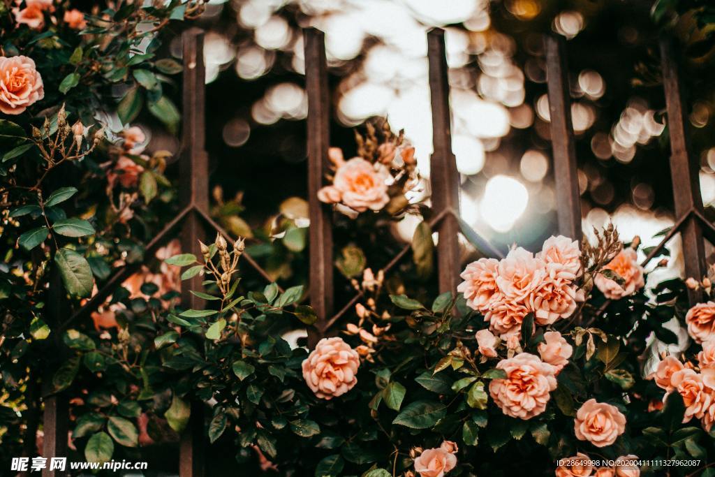 玫瑰花