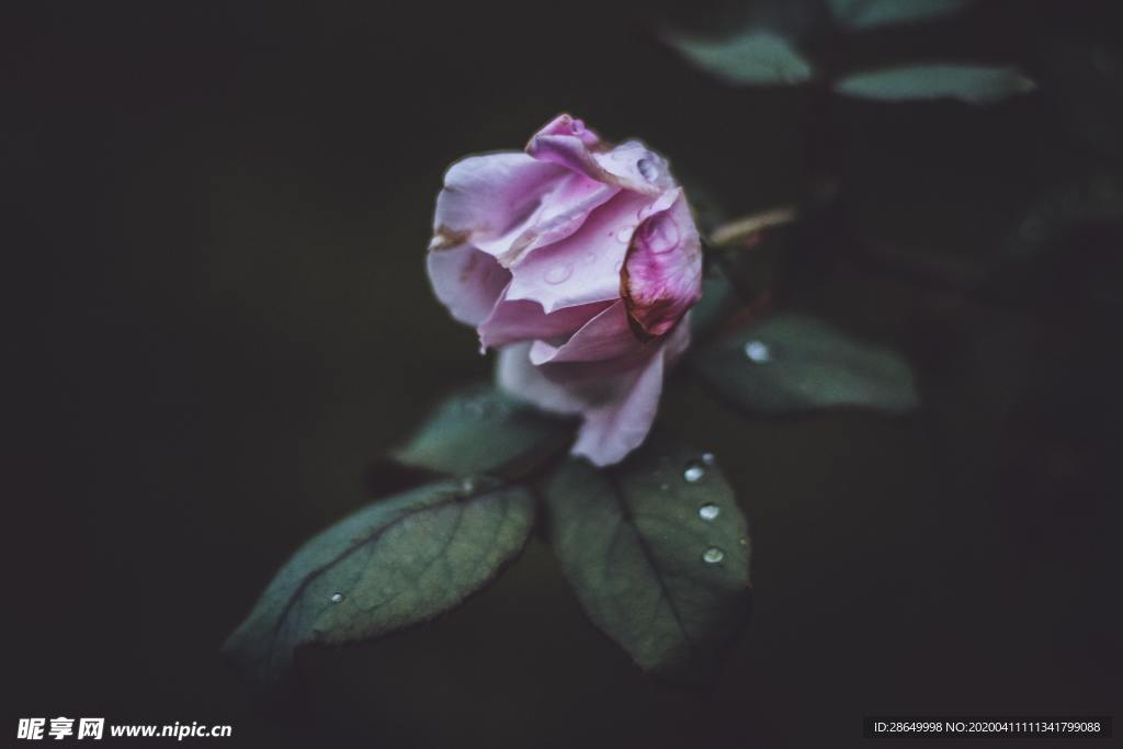 玫瑰花