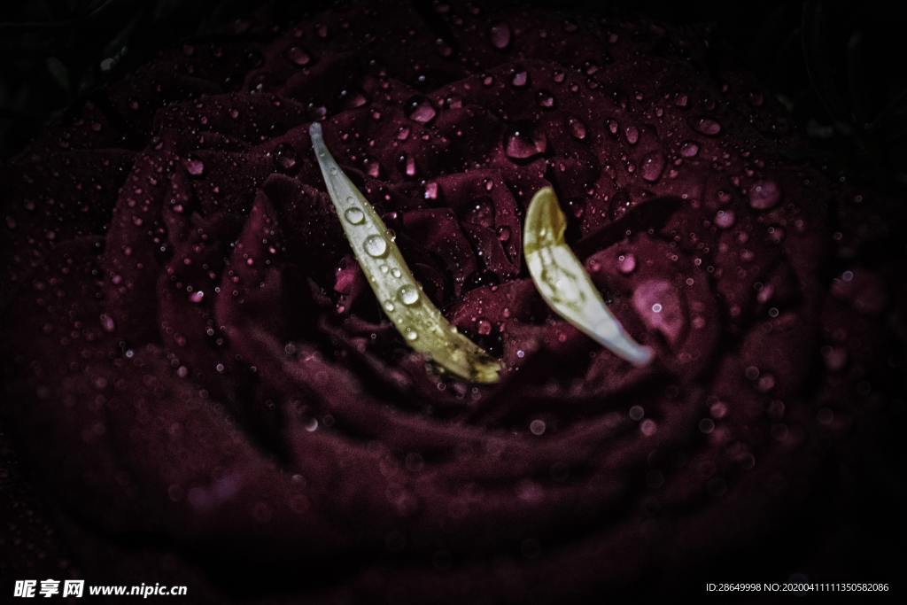 玫瑰花