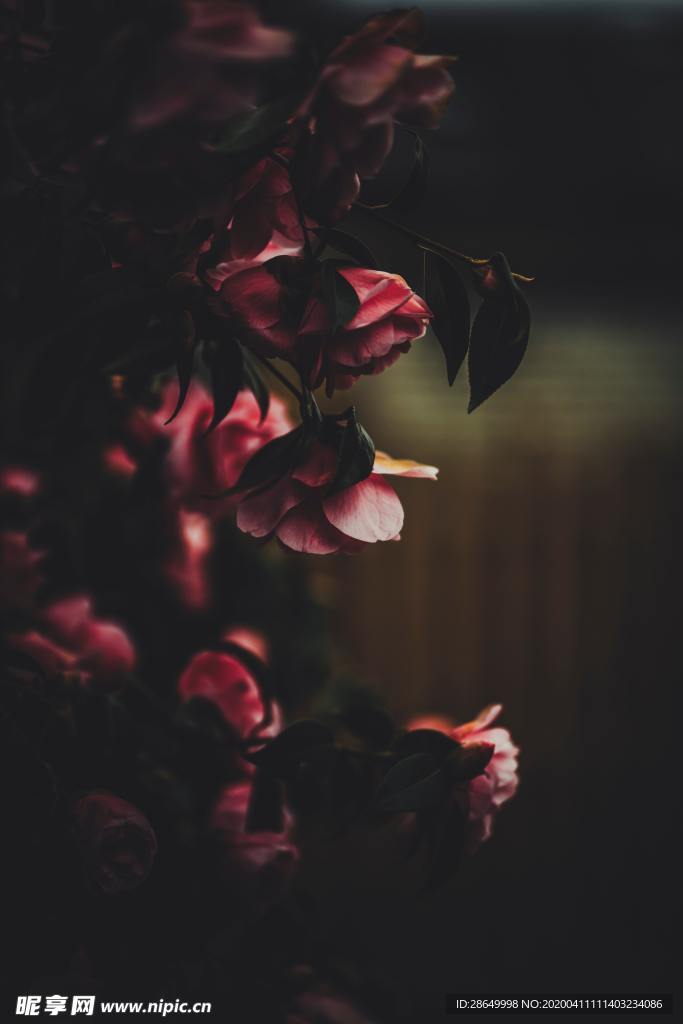 玫瑰