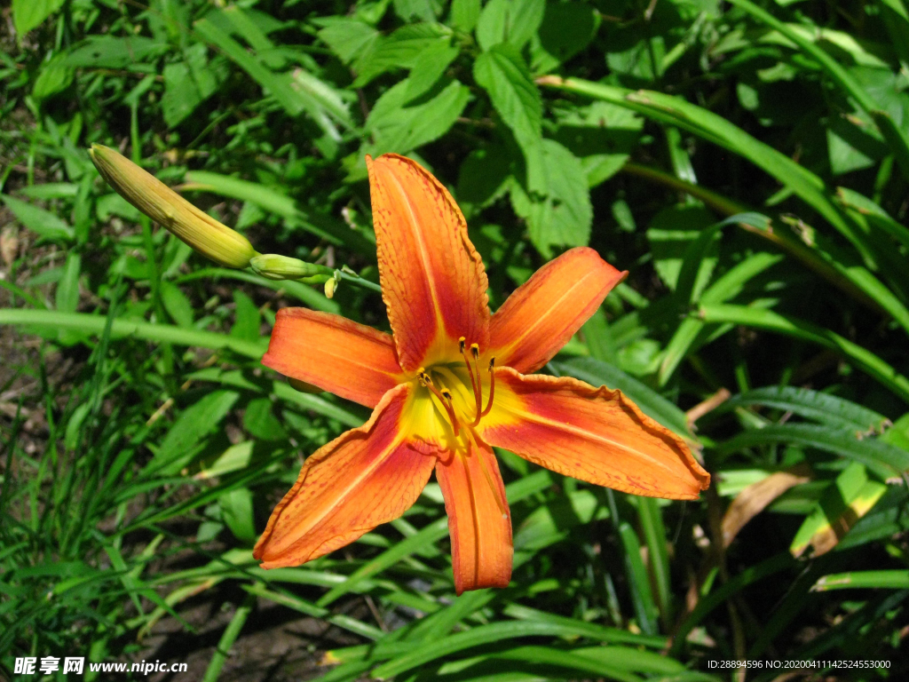 百合花