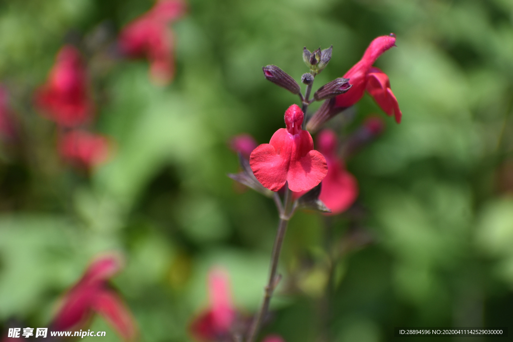 鲜花