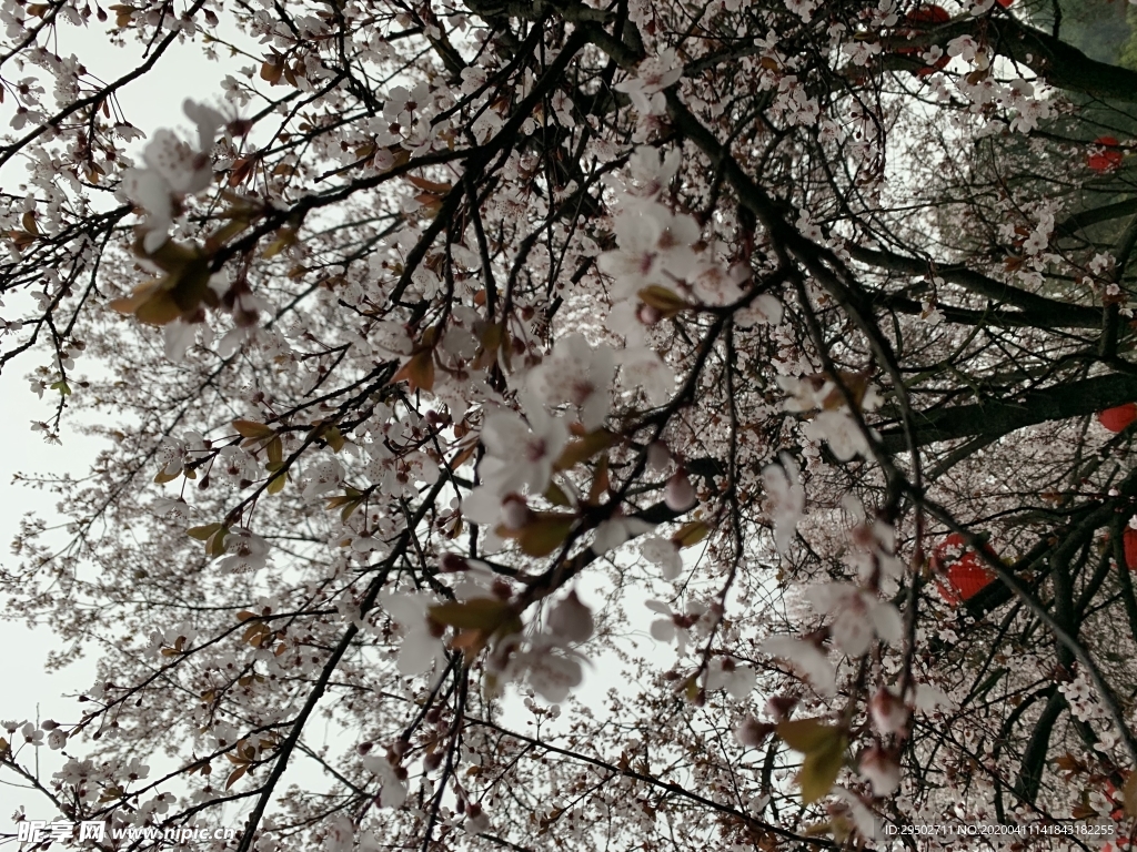 春天里的梨花
