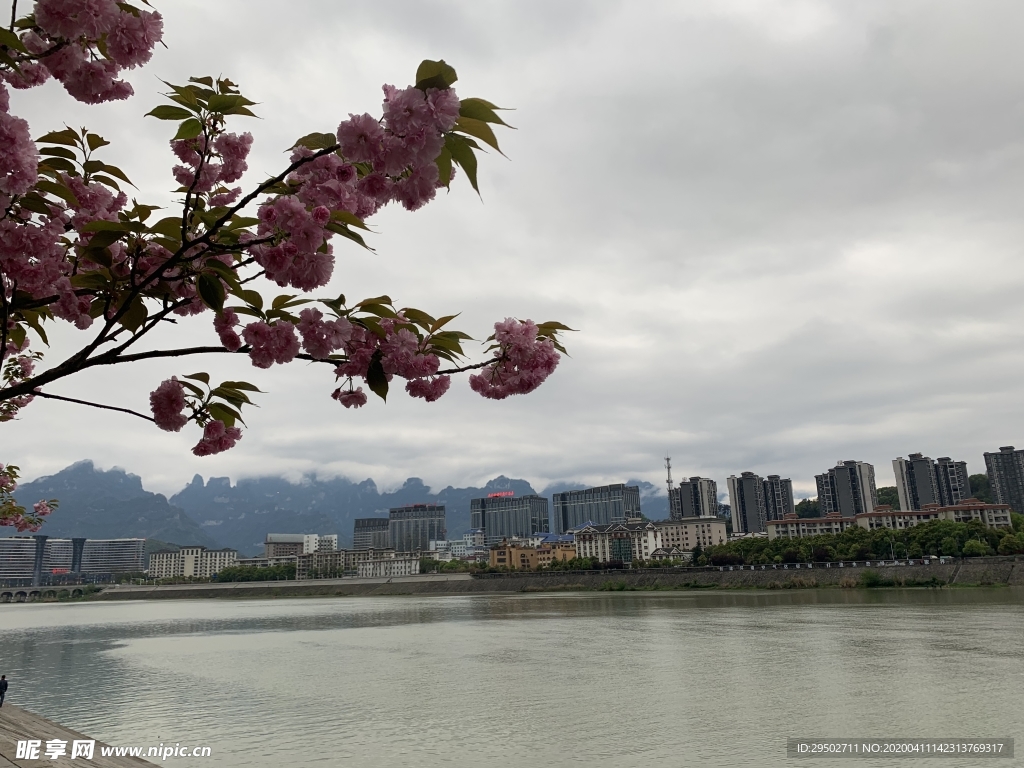 河边樱花