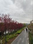 河边桃花开