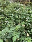野草莓