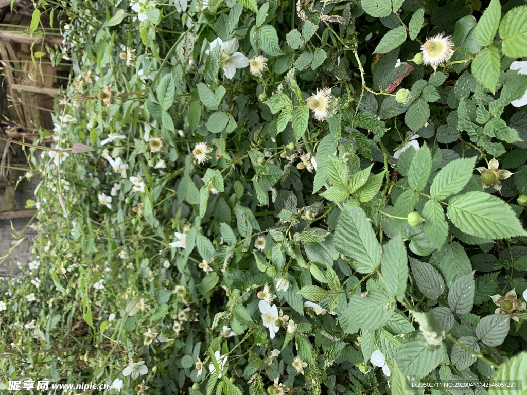 野草莓