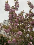 樱花开了
