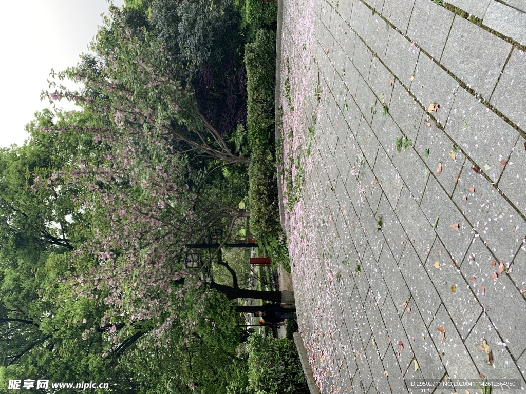 樱花树