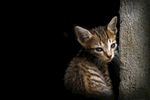 猫 小猫 花猫 猫咪 动物
