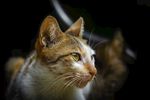 猫 小猫 花猫 猫咪 动物