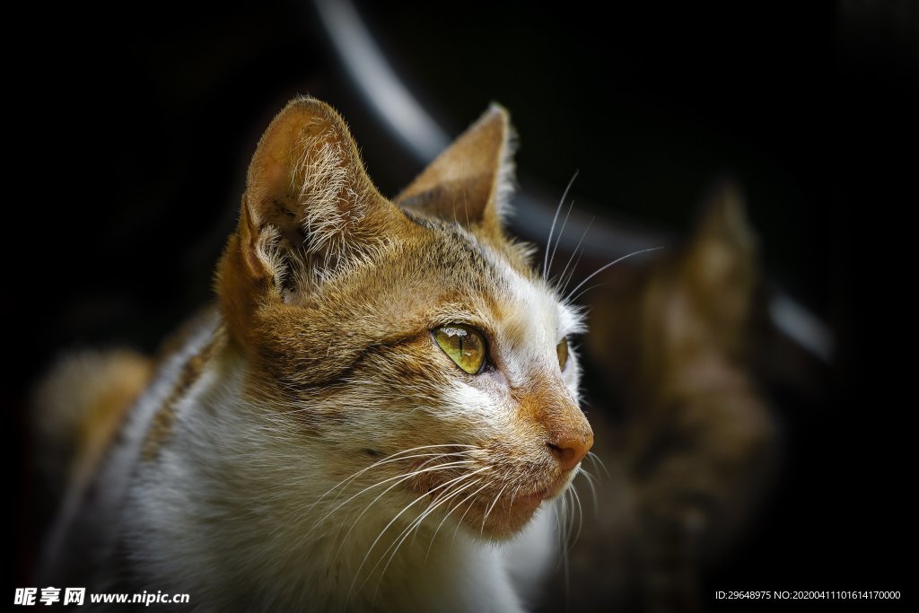 猫 小猫 花猫 猫咪 动物