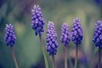 风信子 洋水仙 时样锦 花