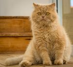 黄猫 猫 宠物 猫咪 趴卧 休
