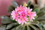 大丽花 特写 大丽花特写 花特