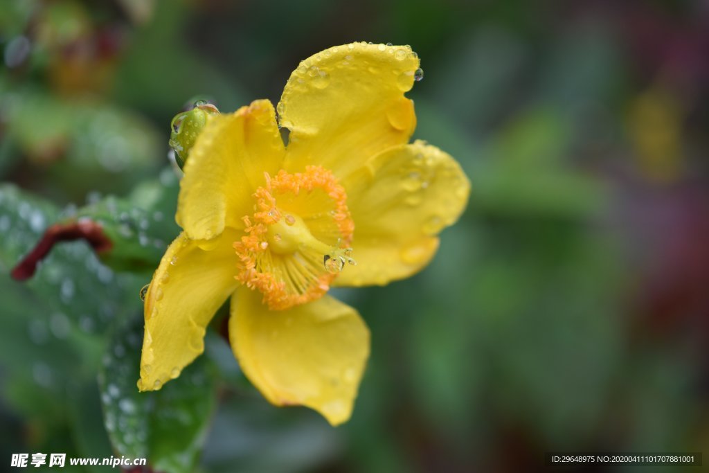 园林花草素材 黄水仙花 夏天