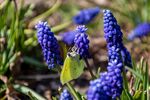 风信子 洋水仙 时样锦 花卉