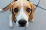狗 犬 动物 品种 有趣 眼睛