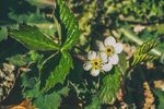花 植物 小花 自然 花园