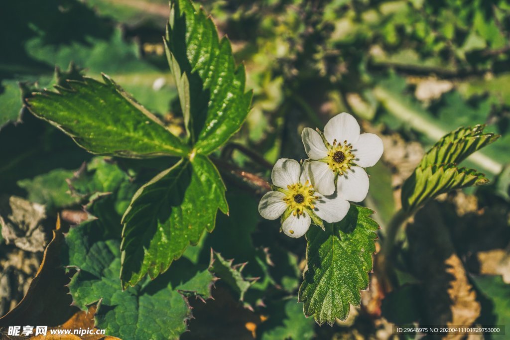 花 植物 小花 自然 花园