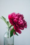 牡丹花