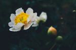 牡丹花