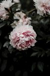 牡丹花